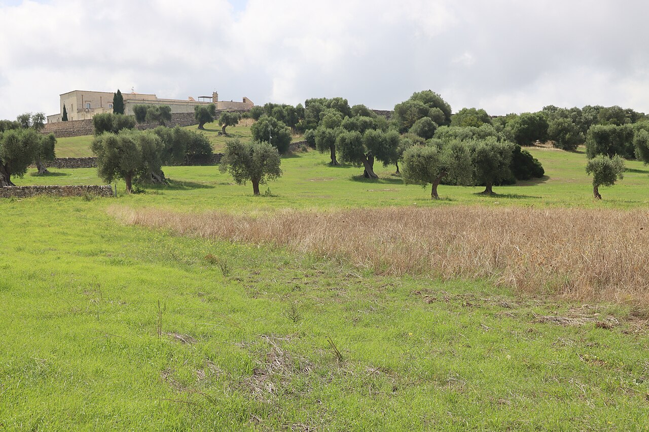 A masseria farmhouse among olive groves in Puglia