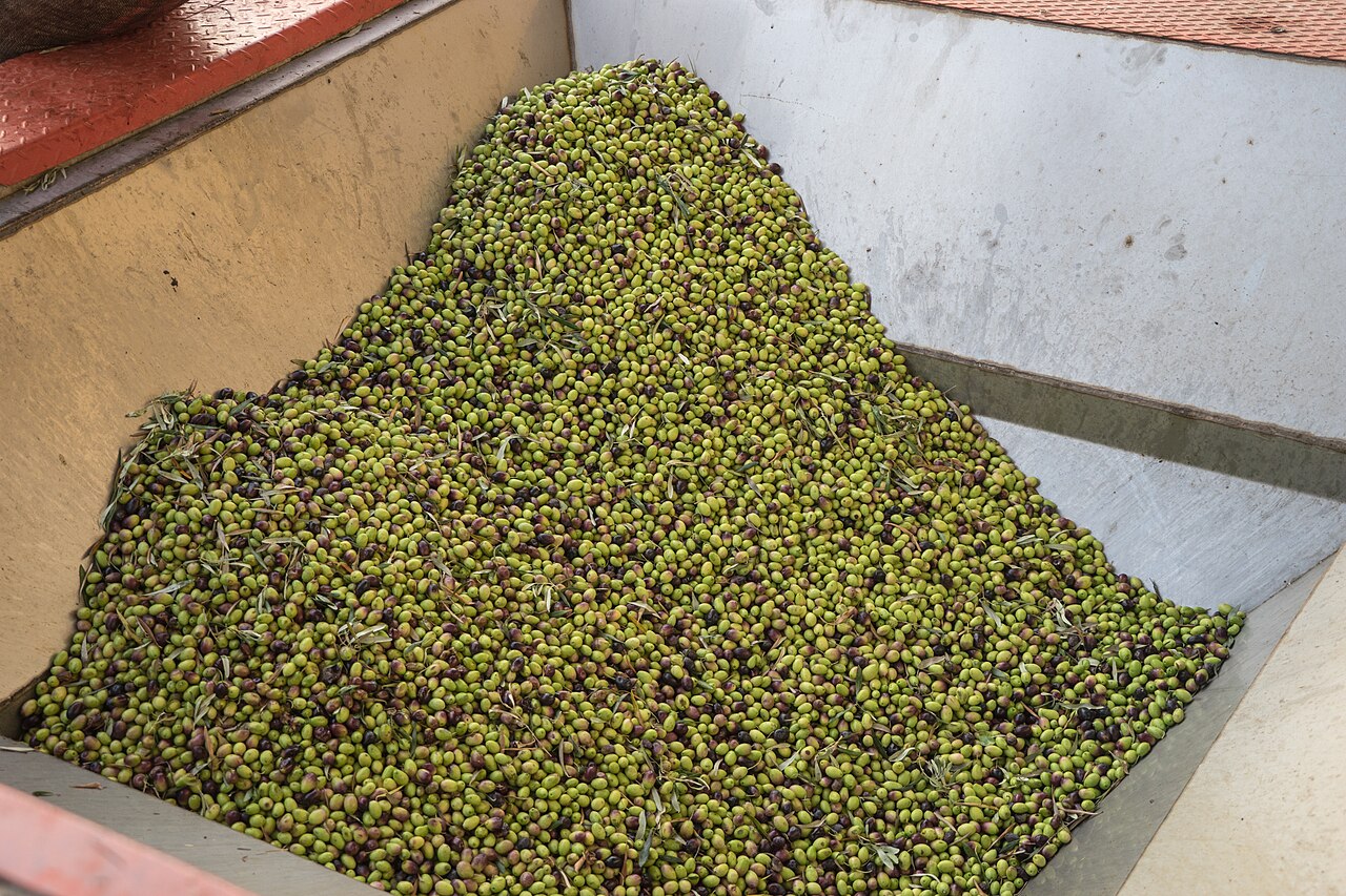 Freshly picked olives ready for the mill