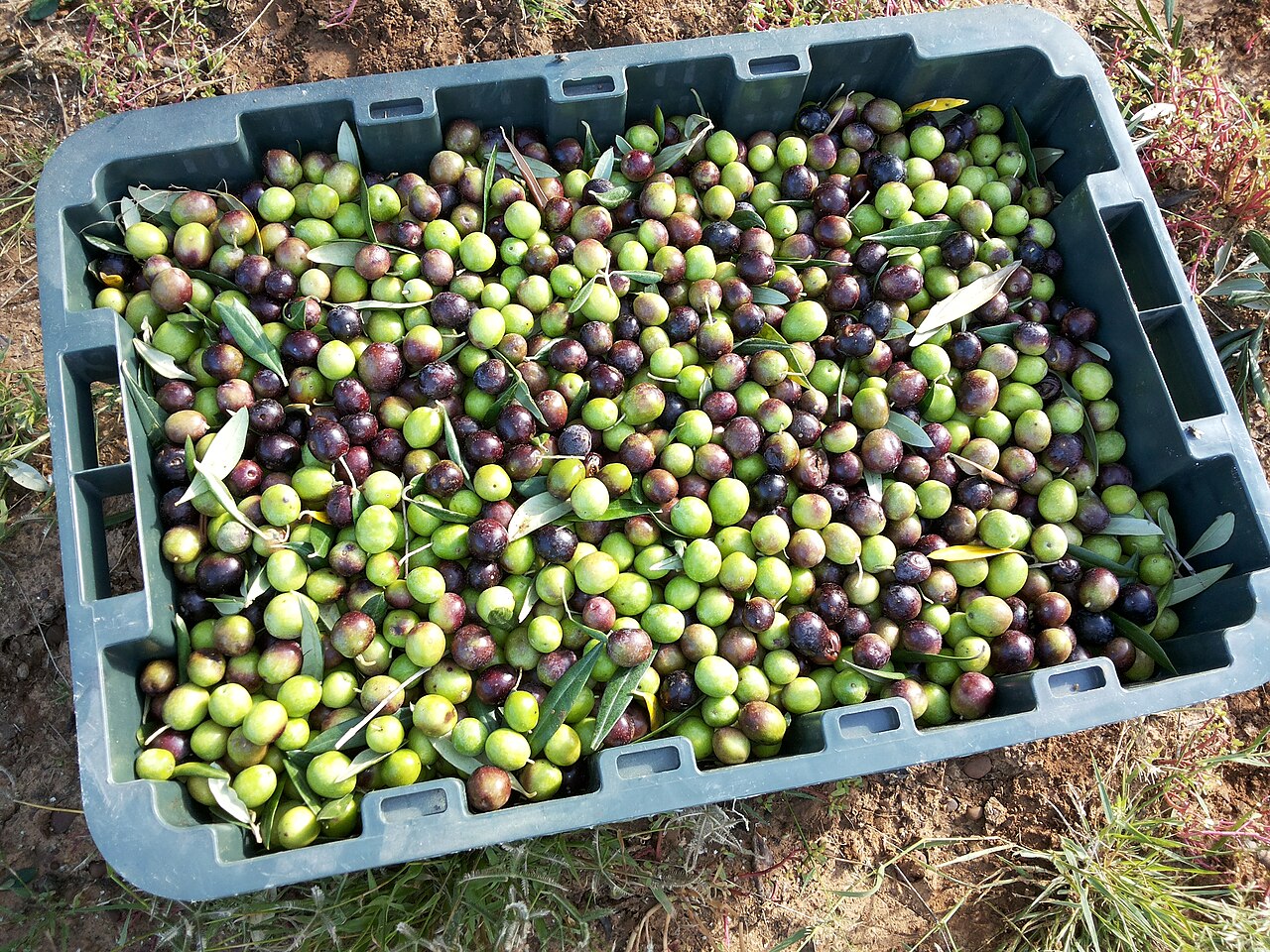 A crate of freshly harvested olives